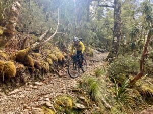 mtb rider in beech forest new zealand
