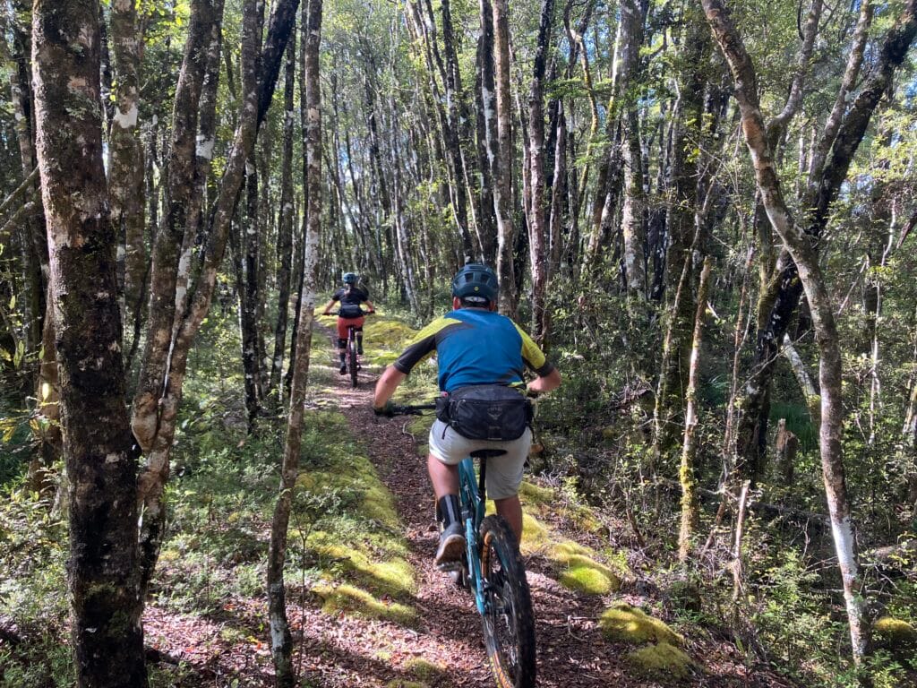 mtb rider on tour in the beech forest nz