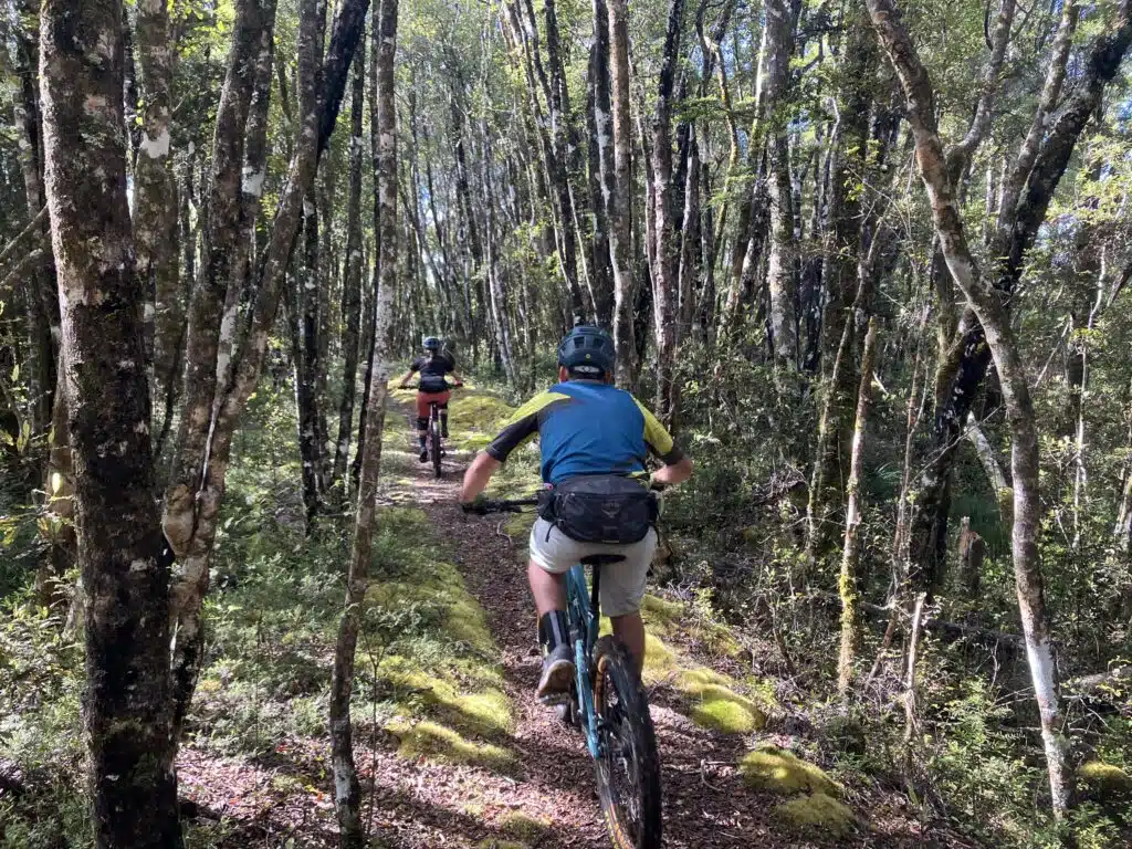 mtb rider on tour in the beech forest on mtb tour