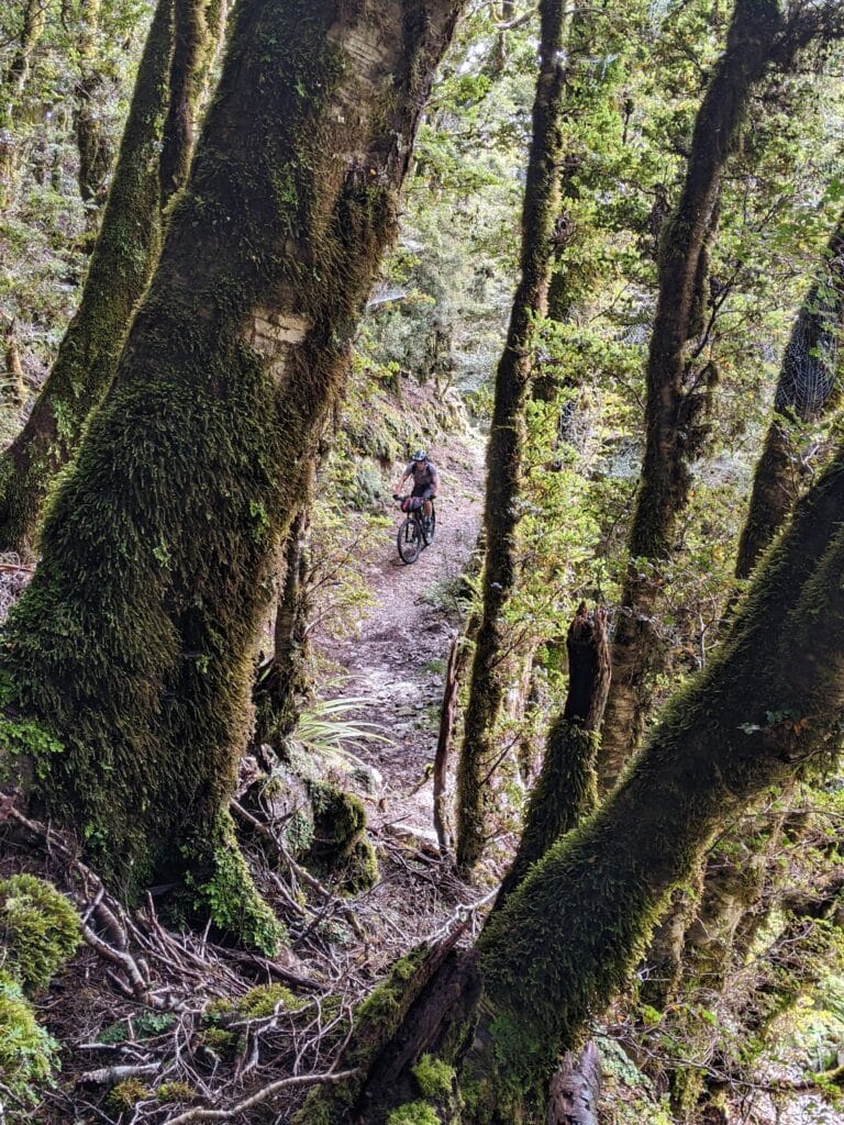 riding through the trees on mountain bike tour