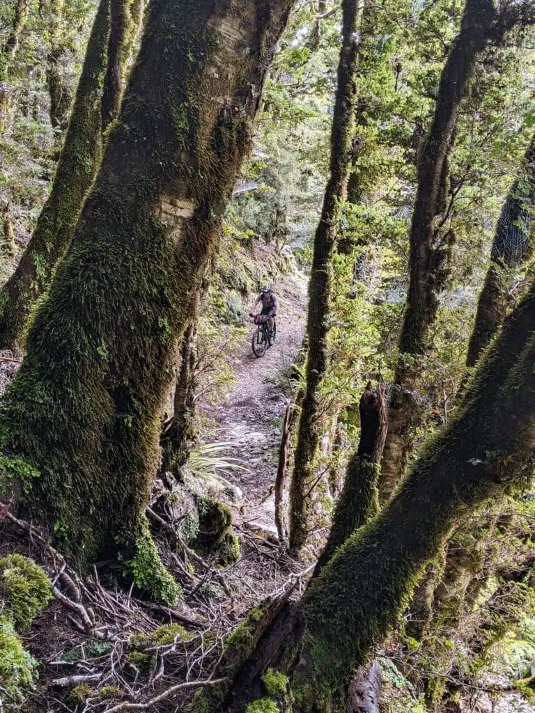 riding through the trees on mountain bike tour